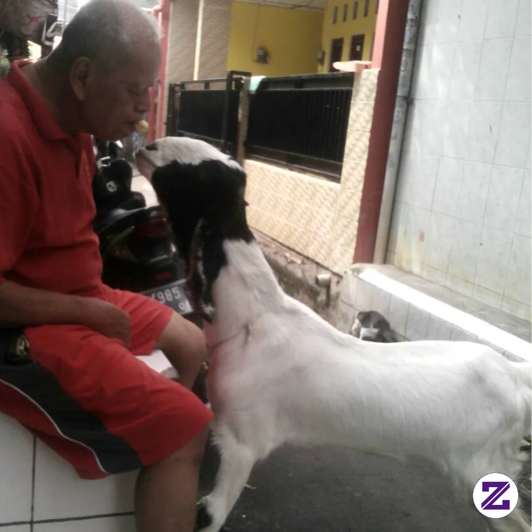 Si Dollop Makin Besar