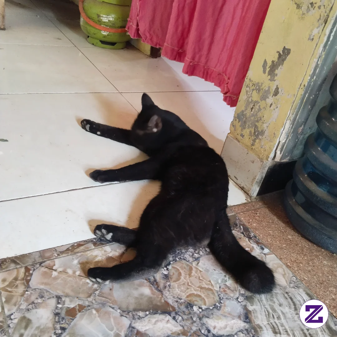 Si Hitam Yang Malang
