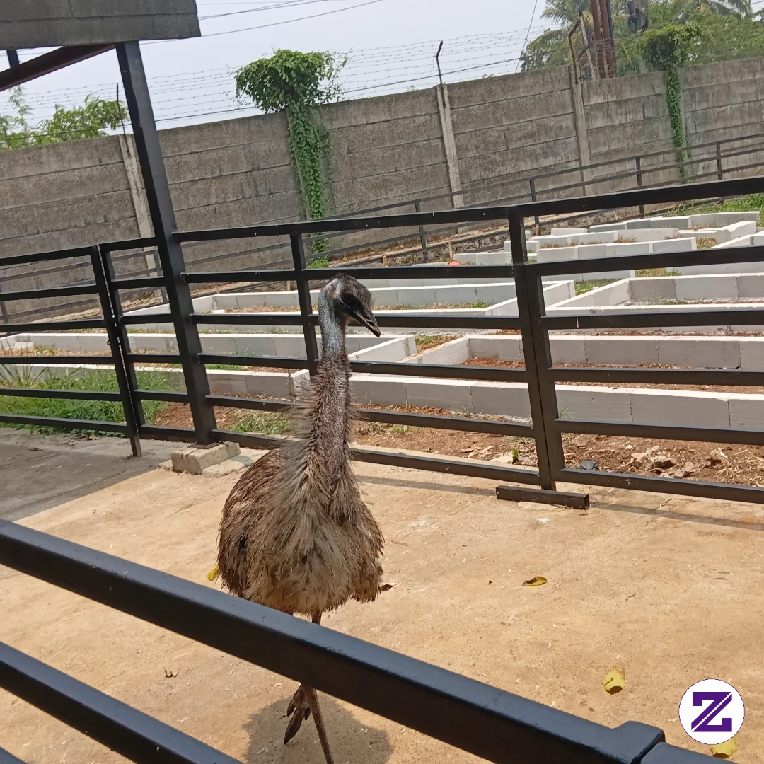 Burung Onta