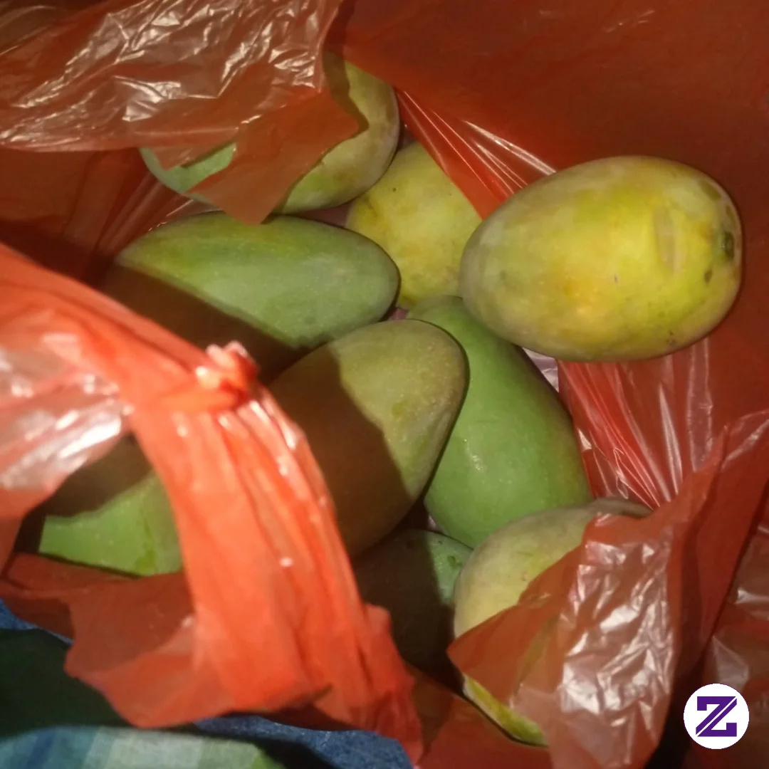 Panen Mangga🤤🤭