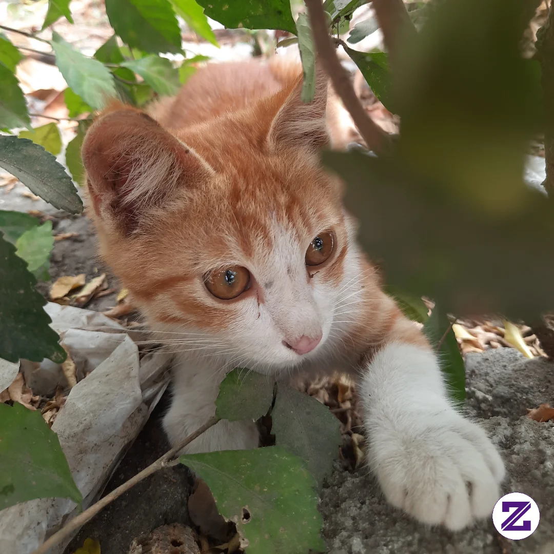 Kucing Oyen Siapa Ini??