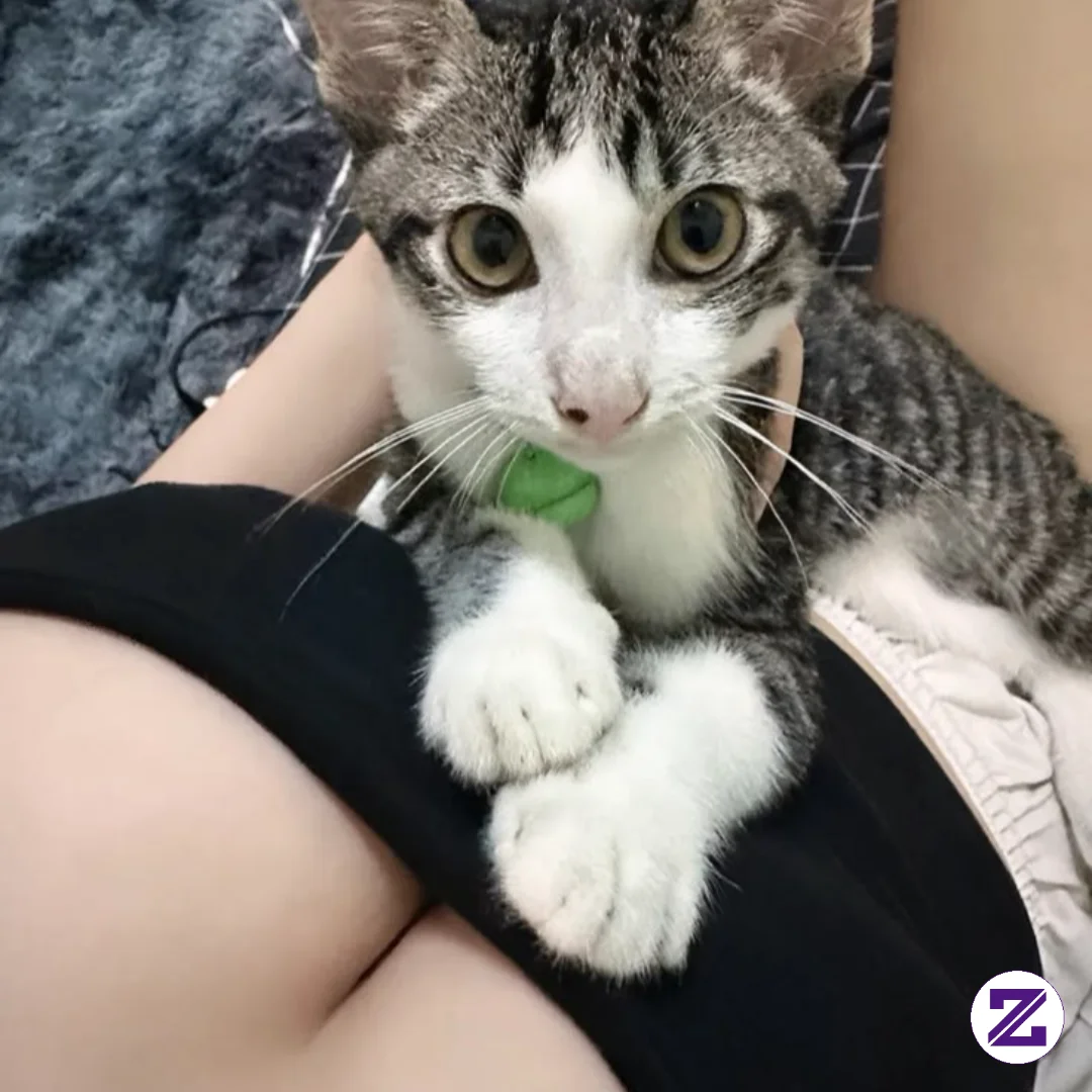 Lucukan Kucingku🥰