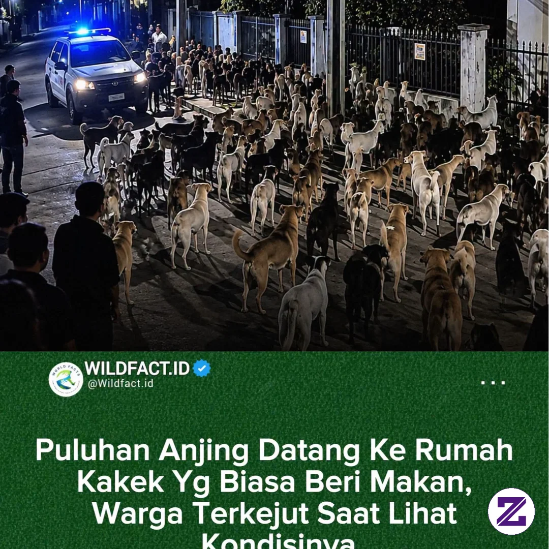 Puluhan Anjing Tiba-tiba Berkumpul Di Depan Sebuah Rumah Dan Duduk Diam