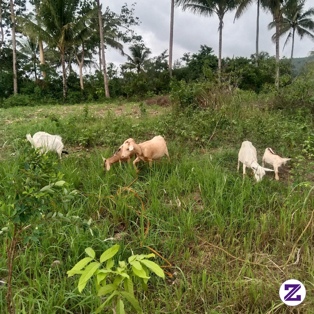Province Life With The Animals