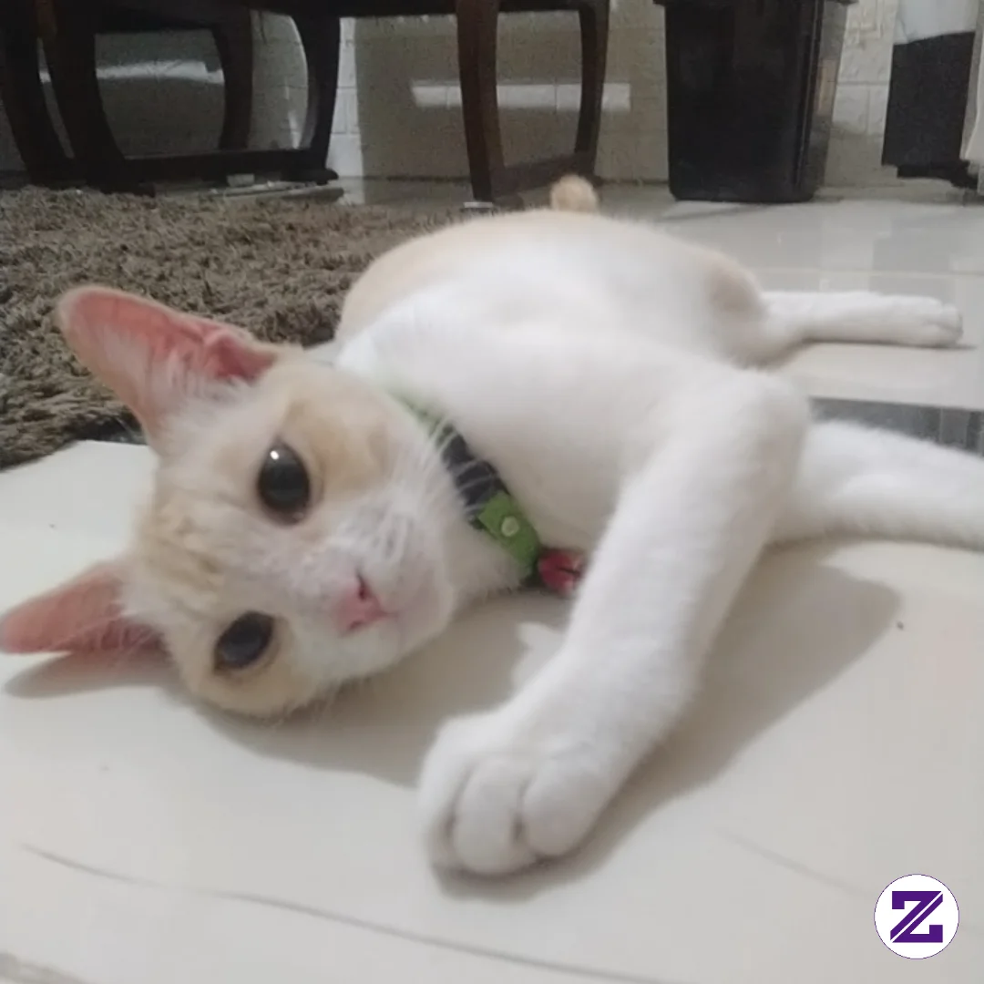 Ngadem Dulu Ya Nakk Tayangg😻😽