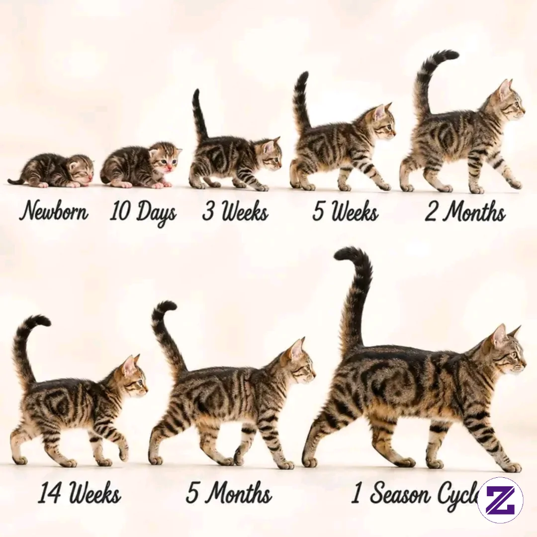 Kittens Grow Rapidly From Tiny Newborns Into Active Young Cats, With Major