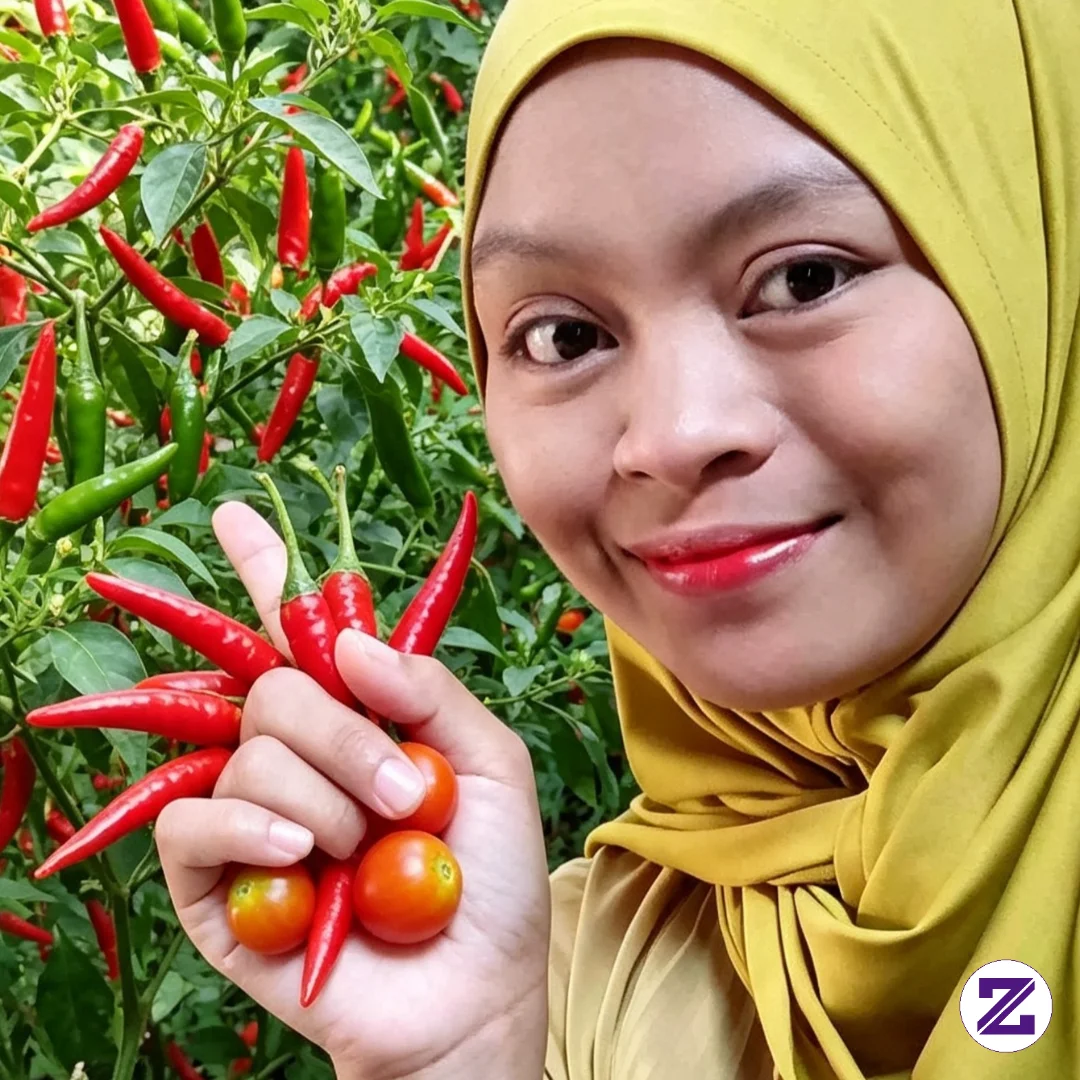 Harga Cabai Sekarang Lagi Muahalll Banget Gess.. Satu Biji Di Tempat Ku Harganya