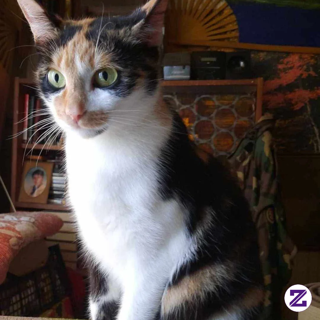 The Magic Of A Calico Cat