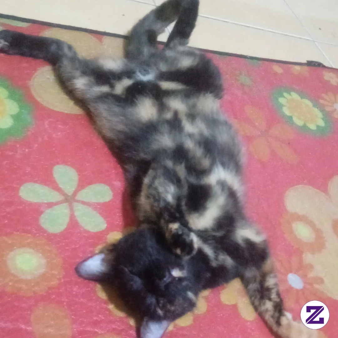 Kucing Kalian Kalau Tidur Gaya Nya Seperti Ini Kah Teman-teman???