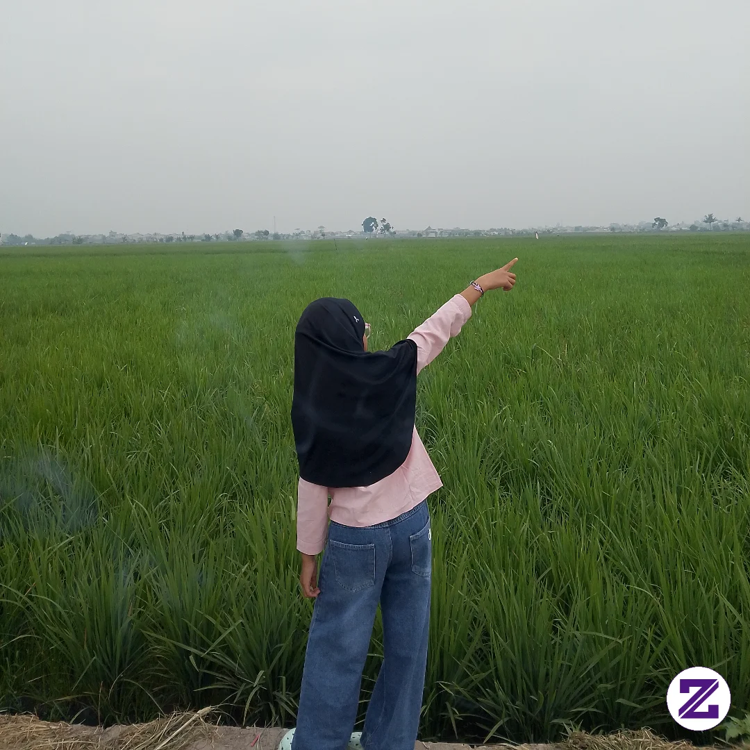 Pesawahan Yg Luas Dan Hijau