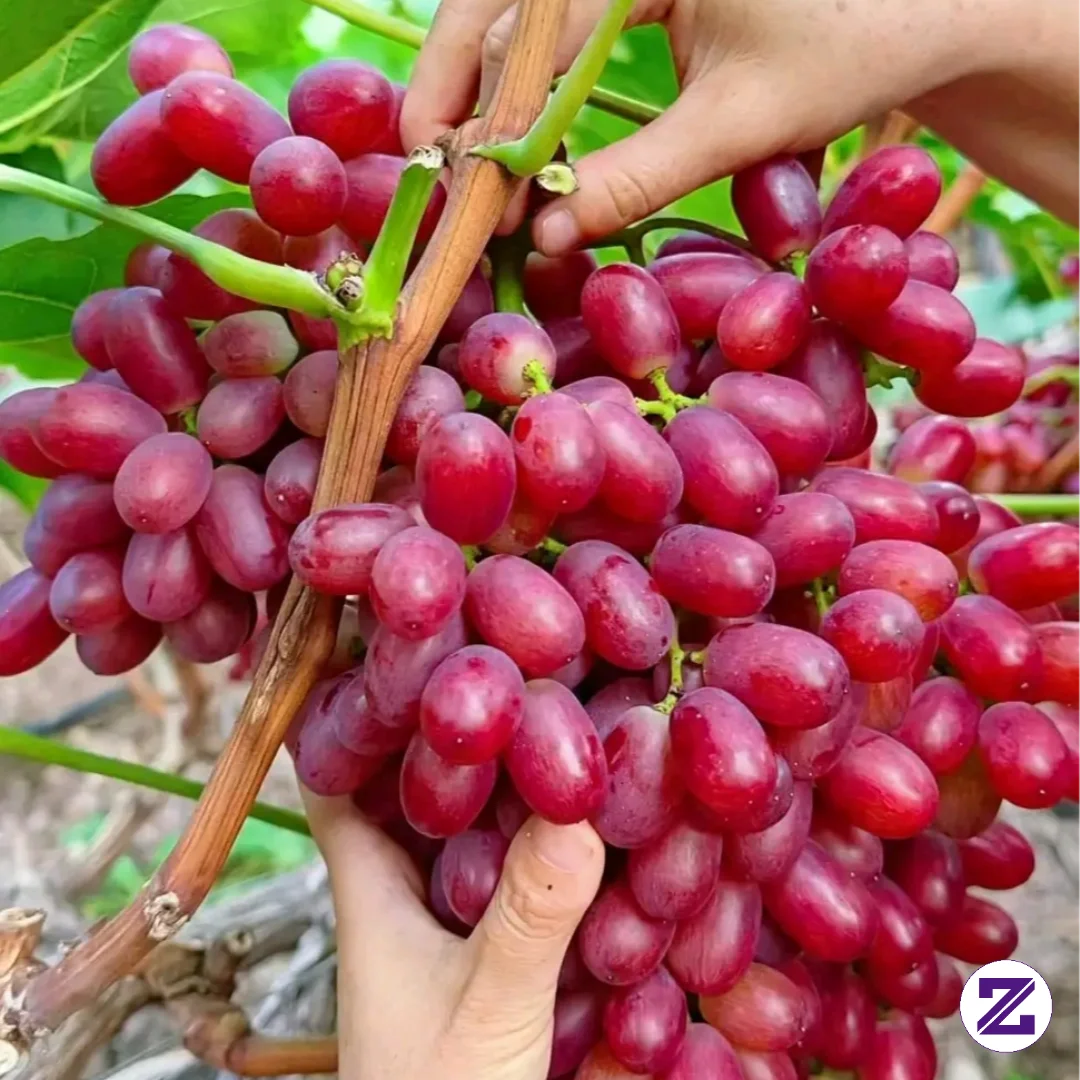 Buah Segar Anggur