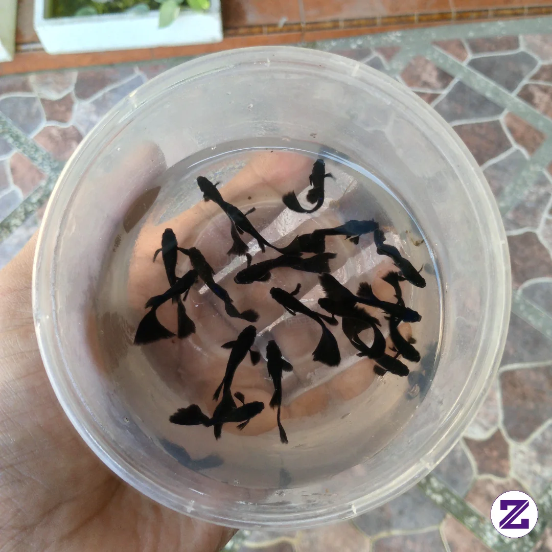Guppy Fish, The Black Moscow