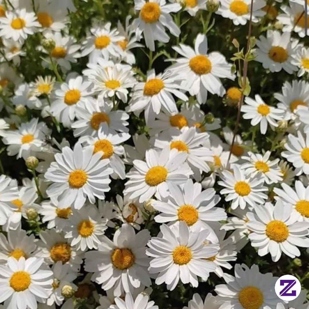 My Favorite Flower🥰