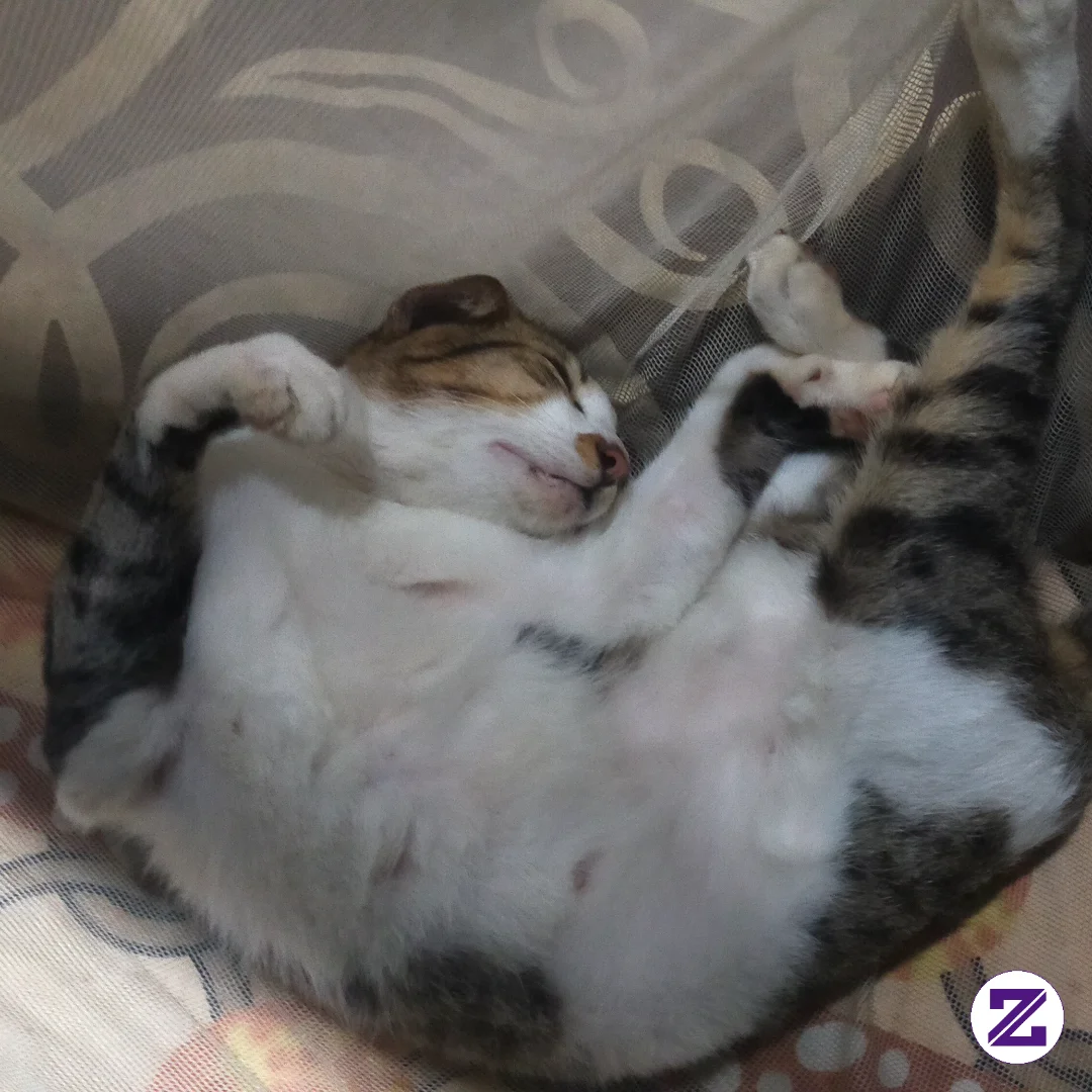 Lucu Banget Tidur Nyaa😂, Klo Kucing Kalian Gimana Gaya Tidur Nya?🤔