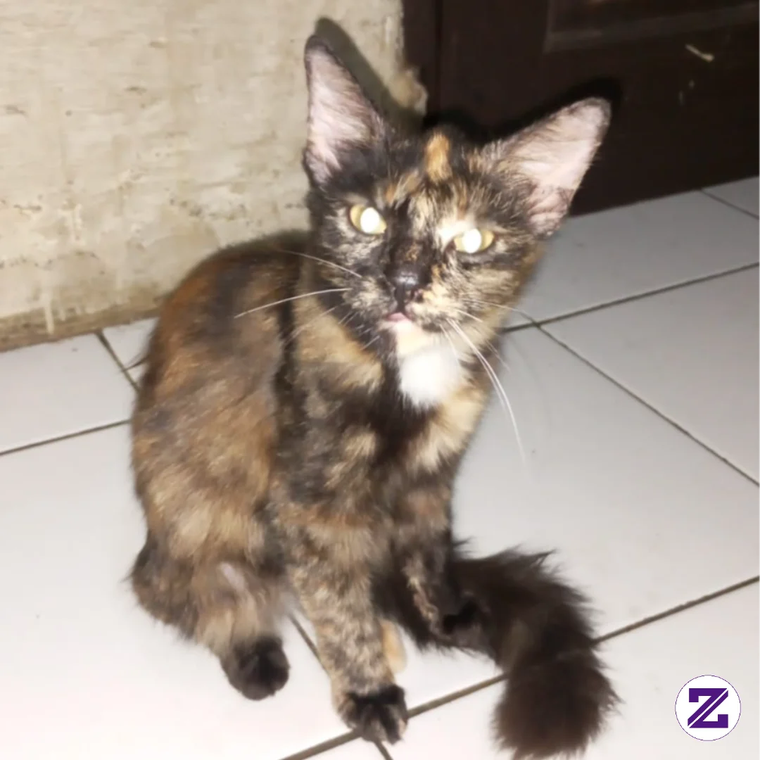 Yang Suka Kucing Mana Suaranya Hhhi
