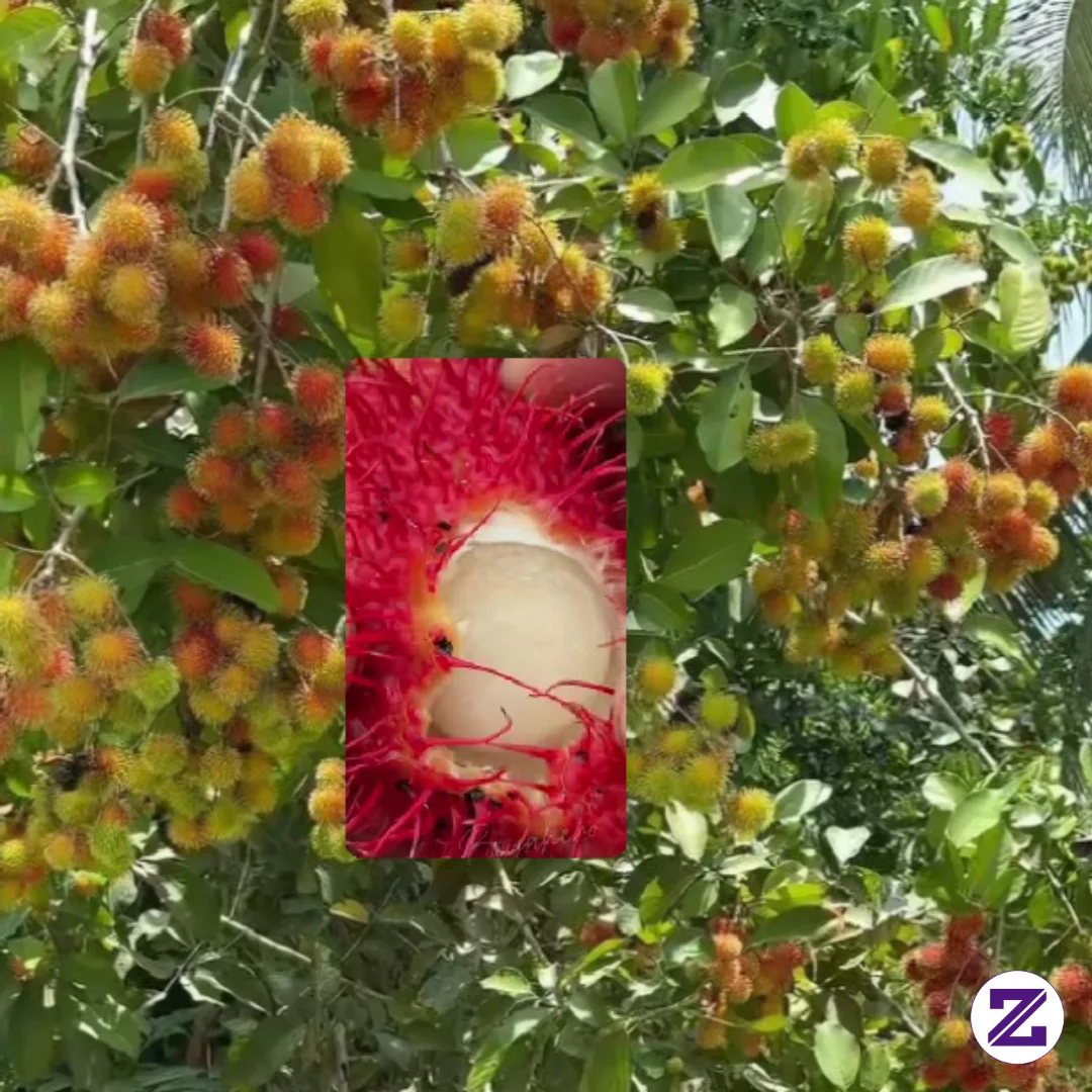 Rambutan Ada Yg Suka Yg Lahir Th 90 An Pasti Udah Meronta Ronta Ini 🤣🤭