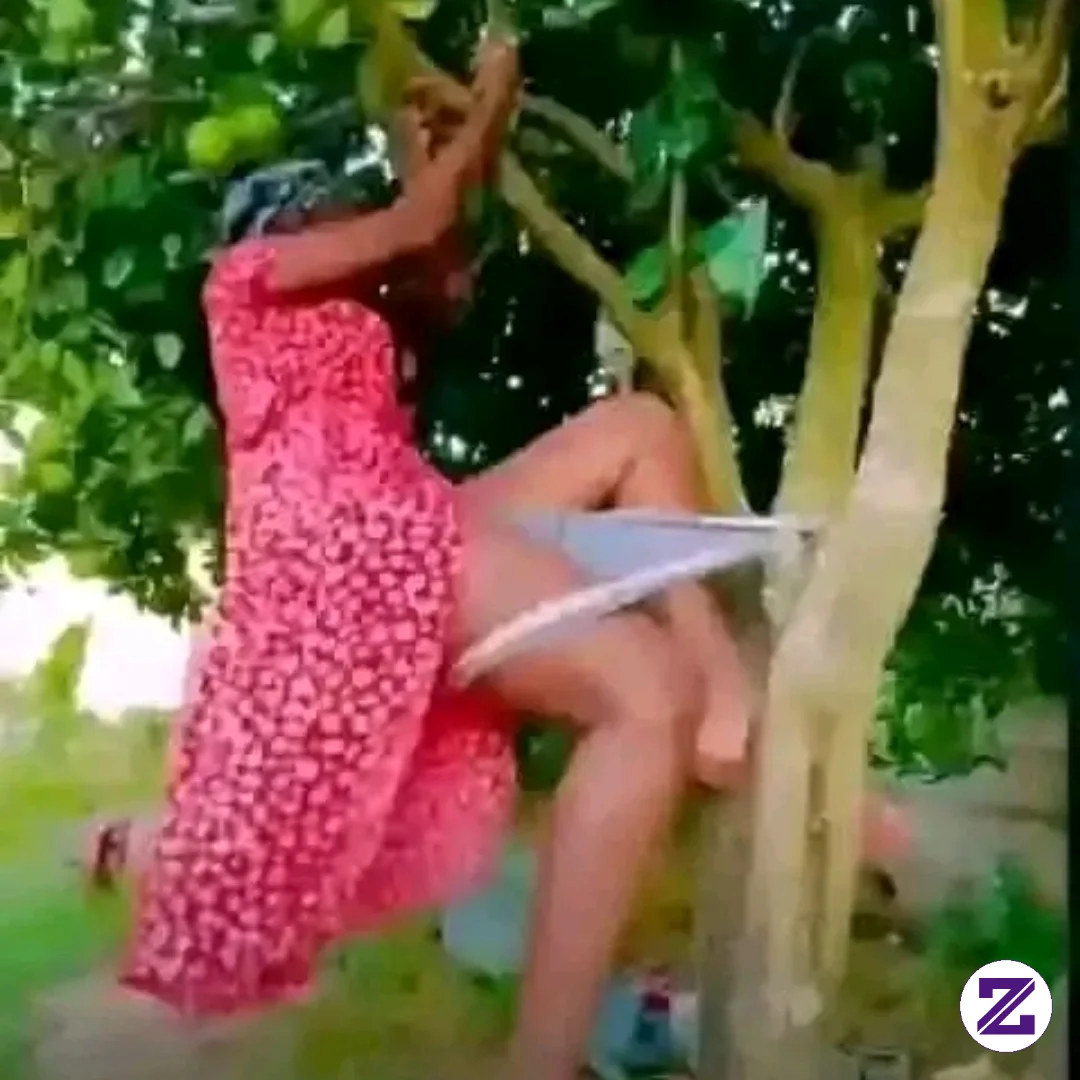 Accident On The Tree Very Fanny