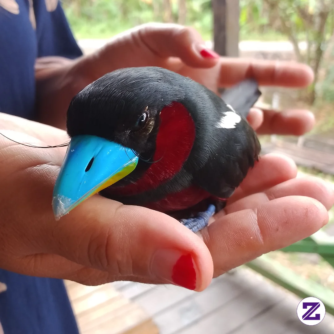Cute Once The Color Of The Bird