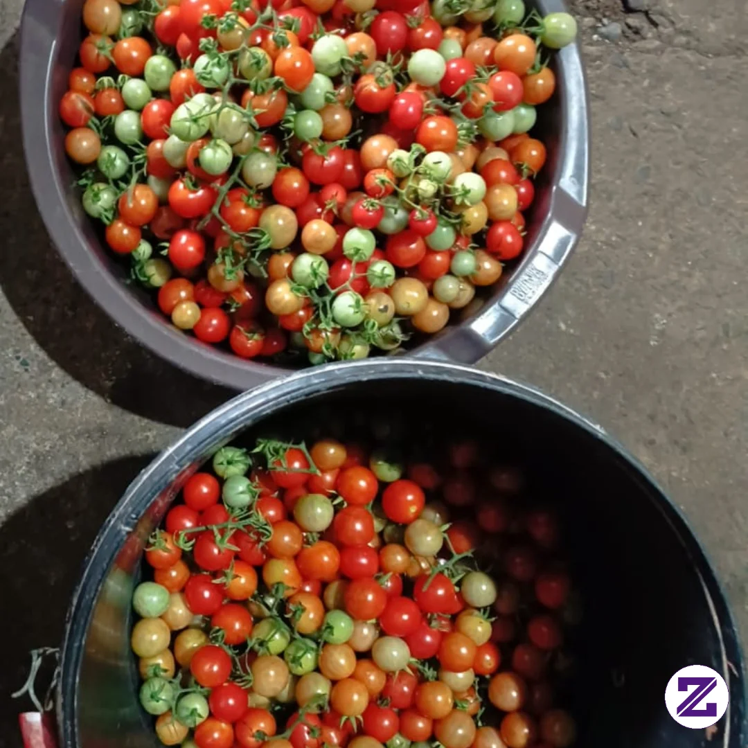 Panen Tomat Dari Kebun Belakang Rumah Bapak