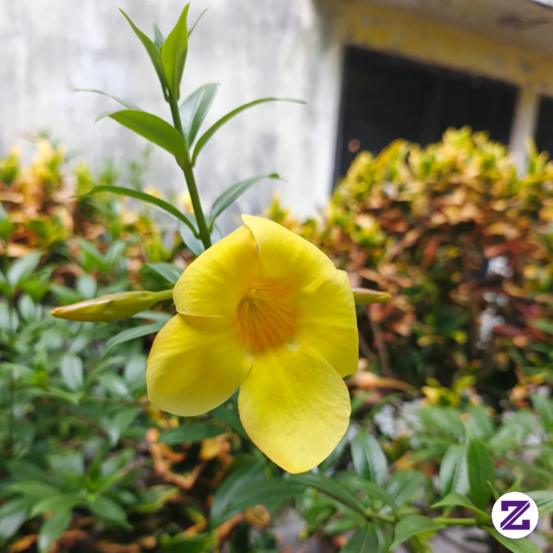 Bunga Kuning Yang Menenangkan Mata Yang Memandang