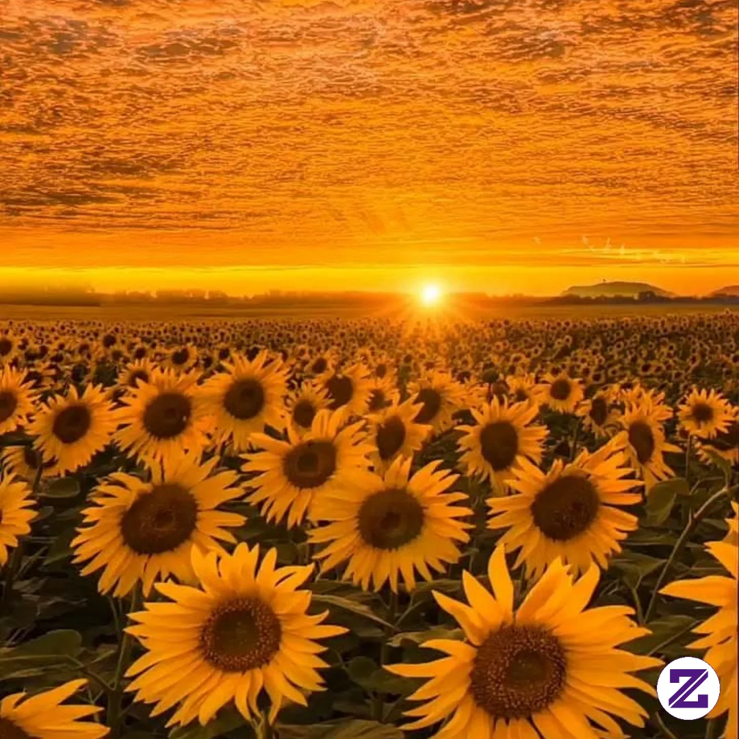 Sunsetxsunflower🌻🌄❤️