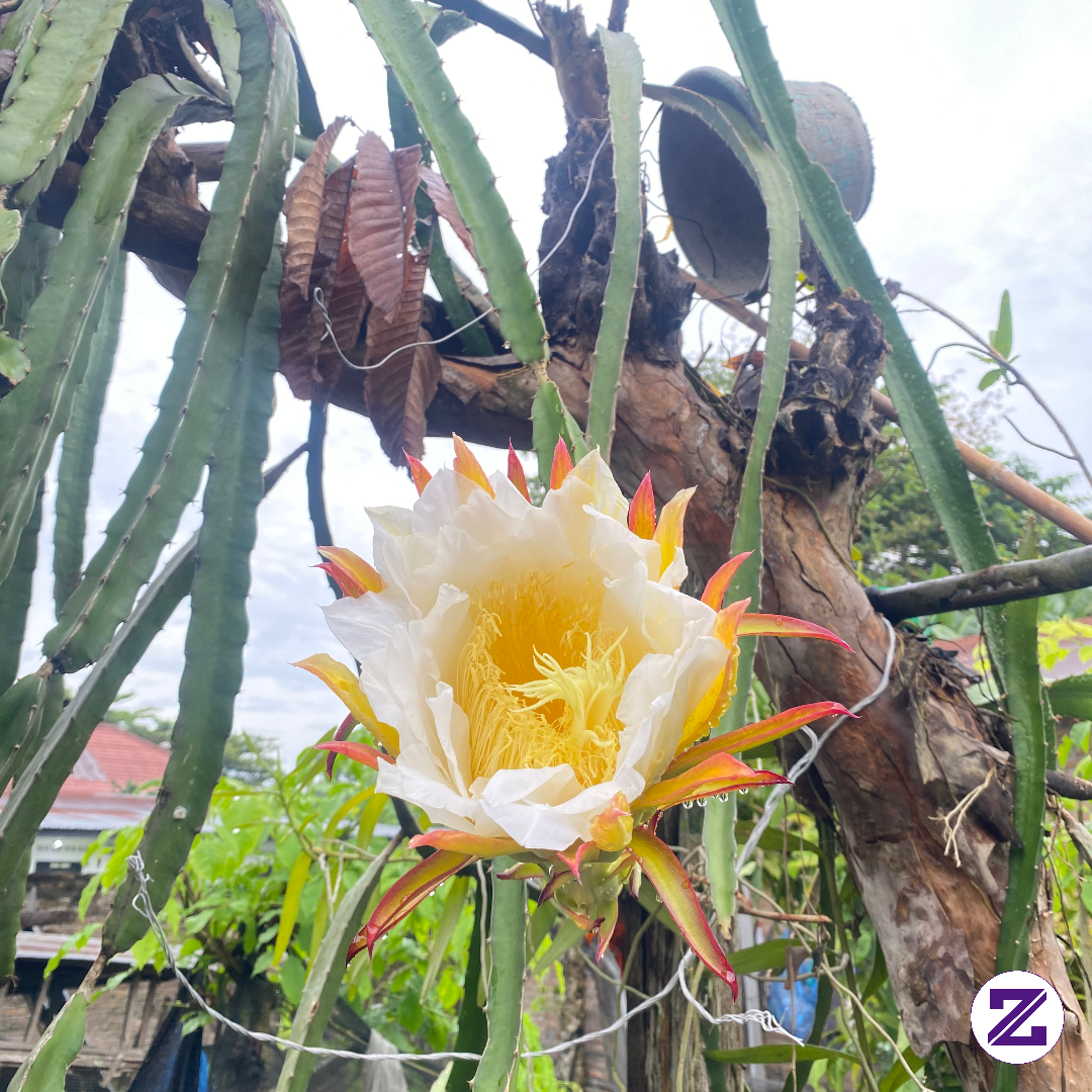 Pagi Pagi Di Suguhkan Pemandangan Indah Dari Sebuah Bunga Dari Buah Naga Guys🤩