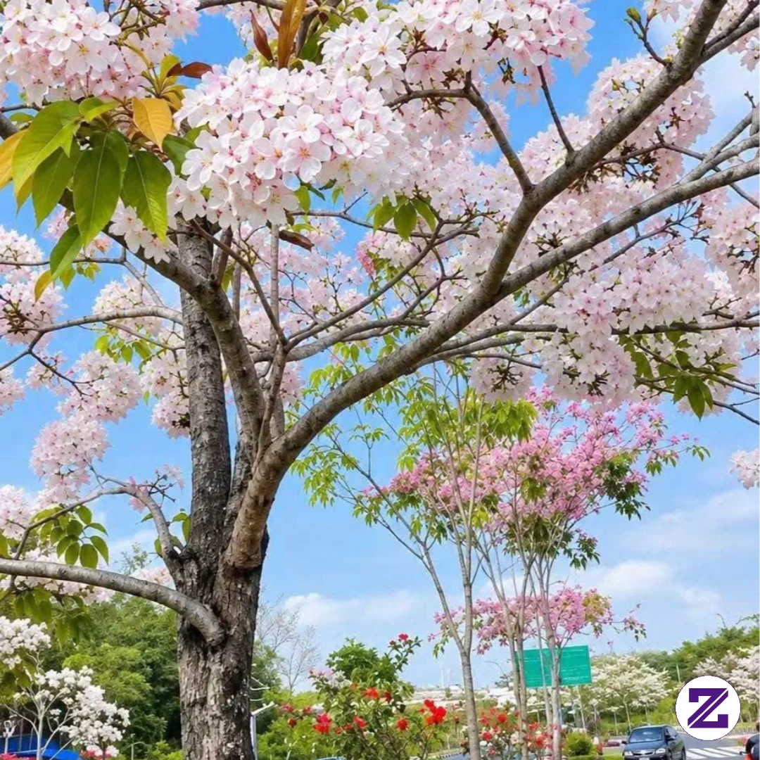 Bunga Sakuranya Kalimantan Cantik Banget😍
