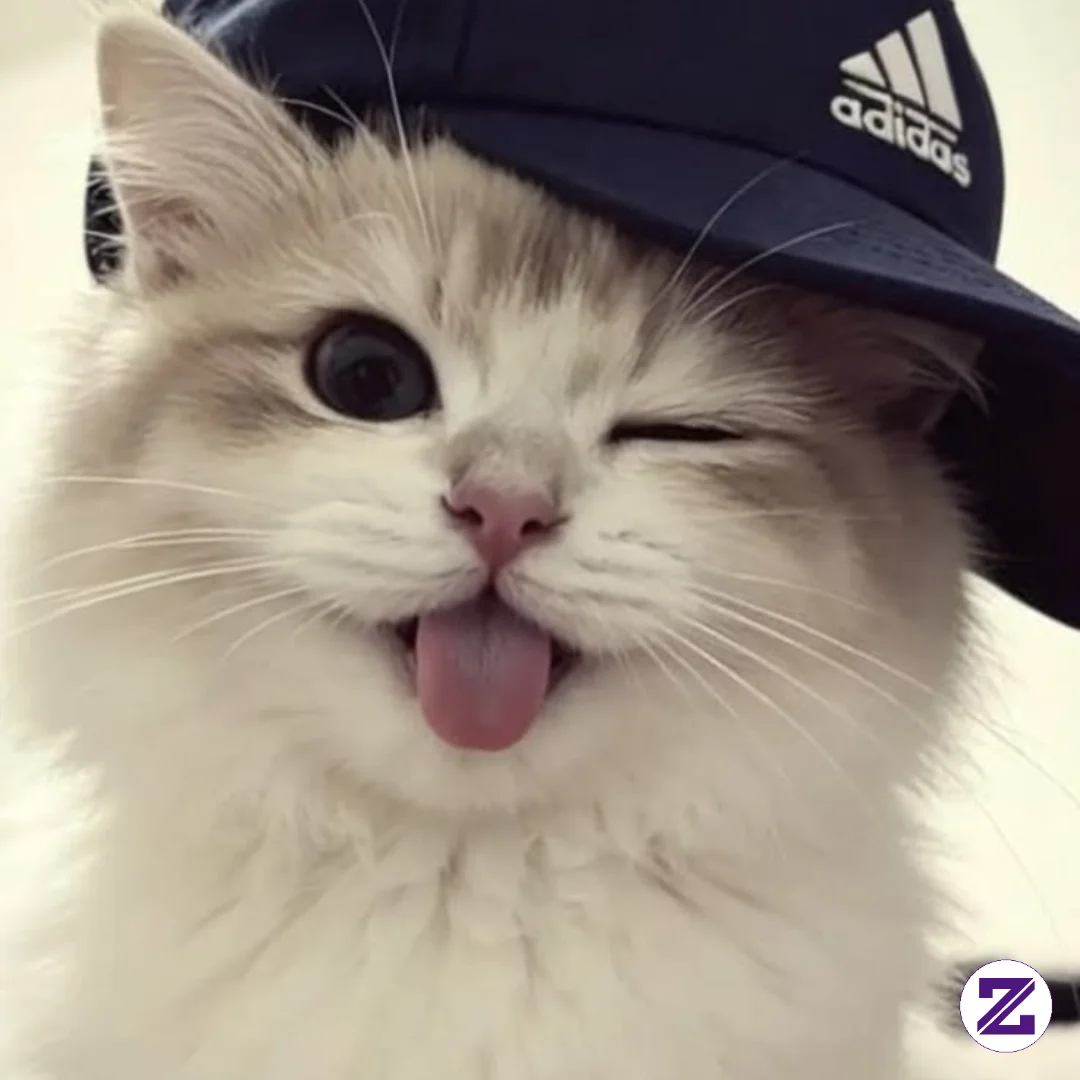 Cutie Cat's