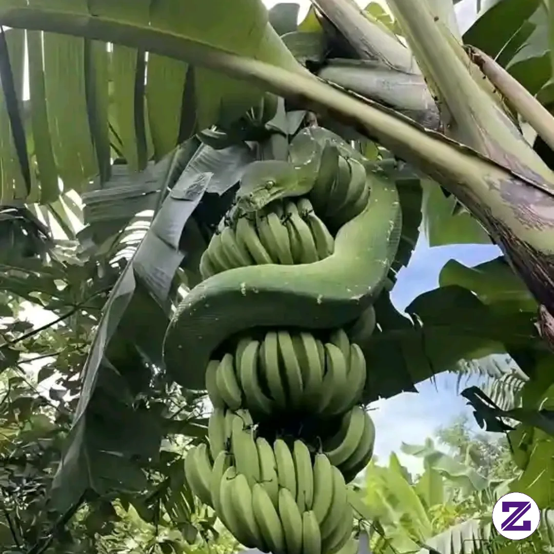 Ga Jadii Dehh Makan Pisangnyaa🤣