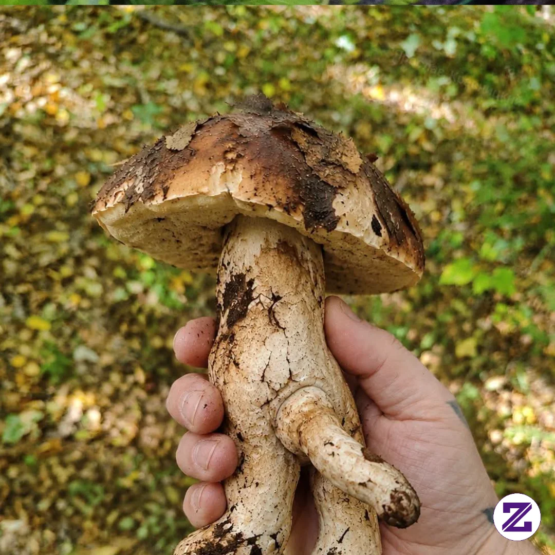 Eating Mushrooms Regularly Is Beneficial For Boosting Immunity, Maintaining