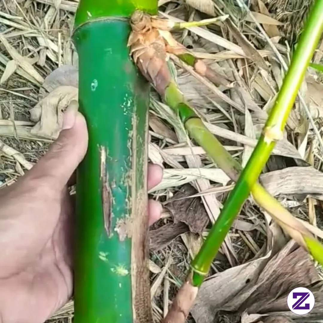 Bambu Pethuk