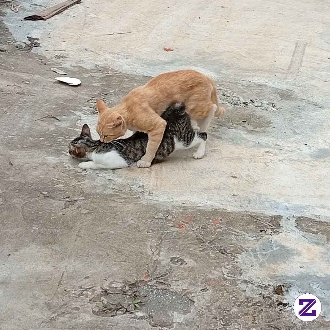 Baru Bukak Pintu Sudah Jadi Saksi Tindak Pelecehan🫣🫣