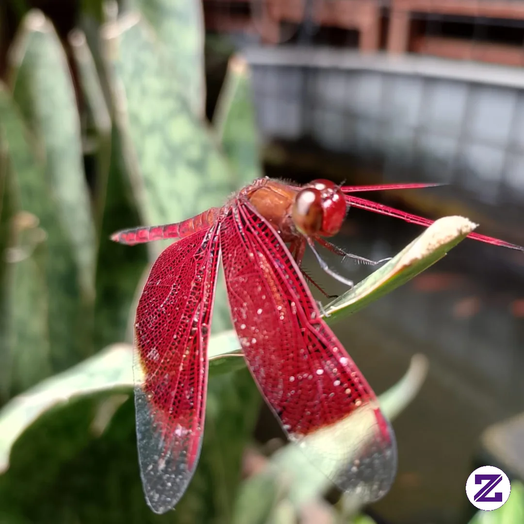 While Walking, Something Flew, Let's Take A Photo