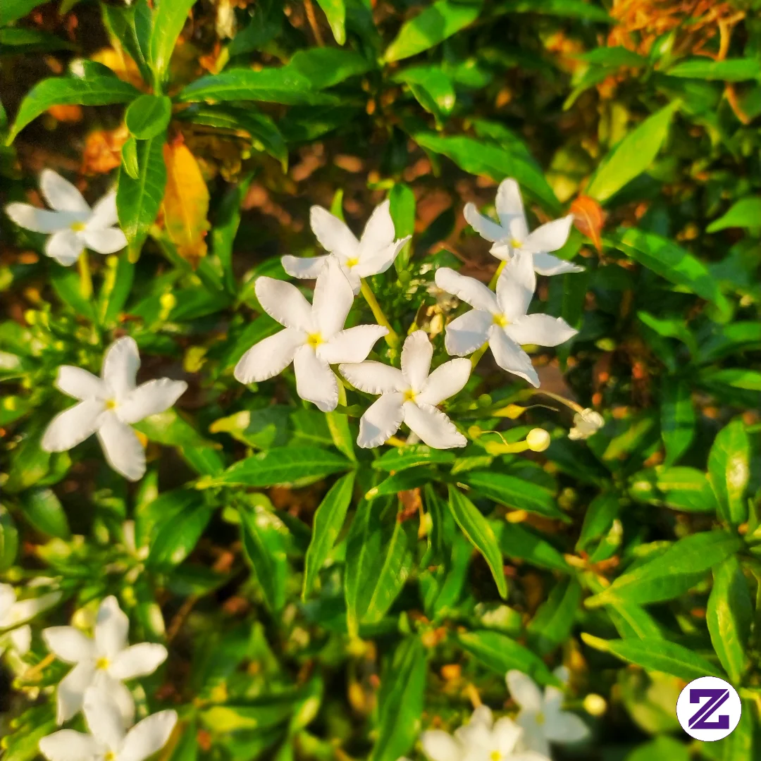 Bunga Kecil Warna Putih Yang Cantik Di Pagi Hari 🌼