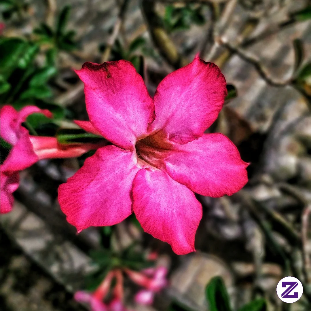 Bunga Kamboja Jepang Warna Pink Merona Yang Mekar Sempurna Di Sore Hari 🌺
