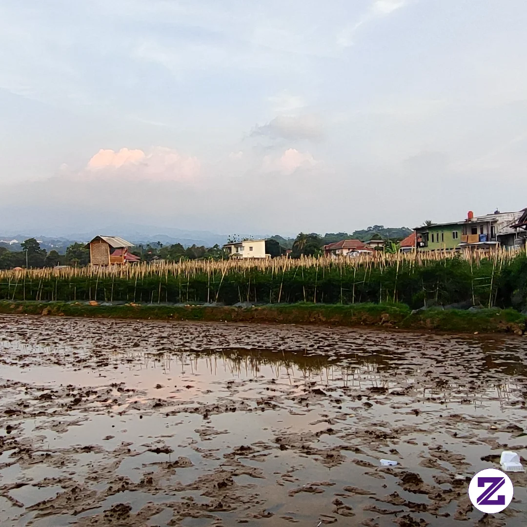 Di Depan Saya Ada Sawah Yang Baru Selesai Dibajak. Becek, Berlumpur, Airnya