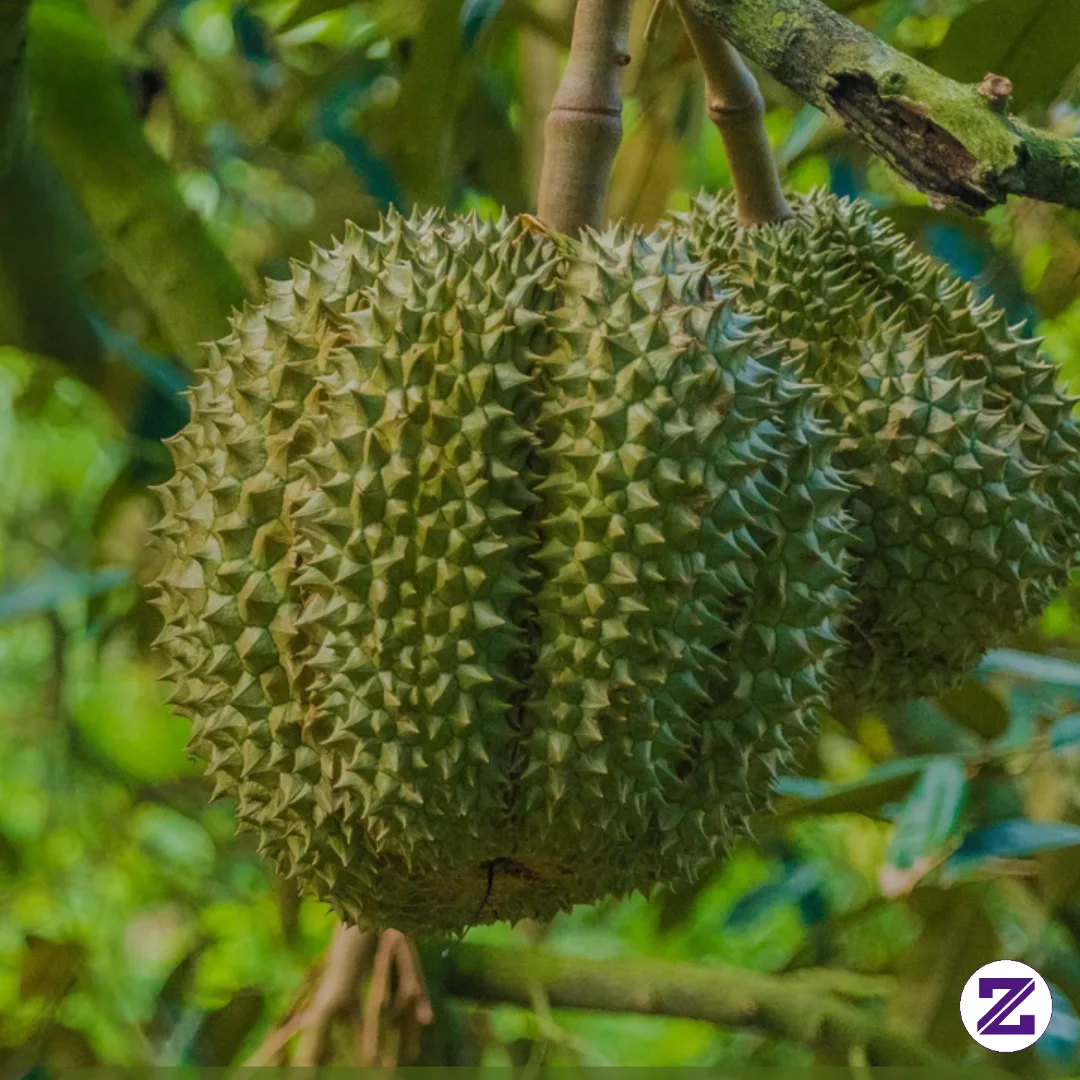 Durian Lur Mboh Opo Iki Jenise Sing Penting Enak Legit Dan Nagih Montong