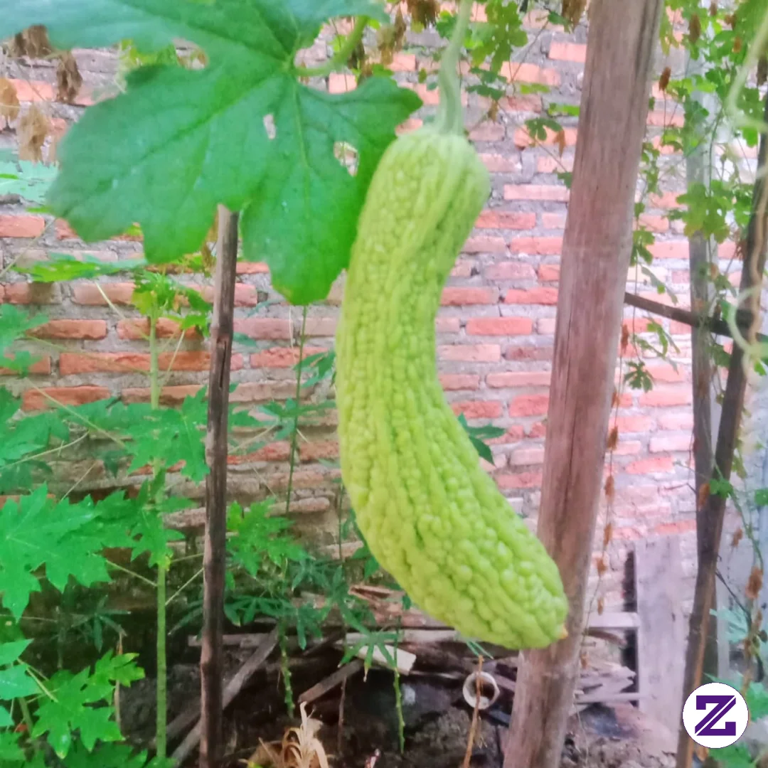 Buah Pare Yang Sudah Siap Di Petik