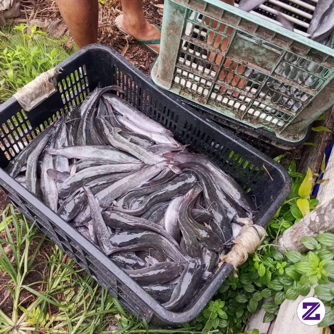 Ikan Lele Nya Sudah Besar Besar Besti Siap Untuk Di Panen..