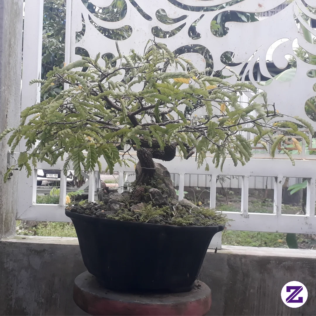 For Sale Bonsai