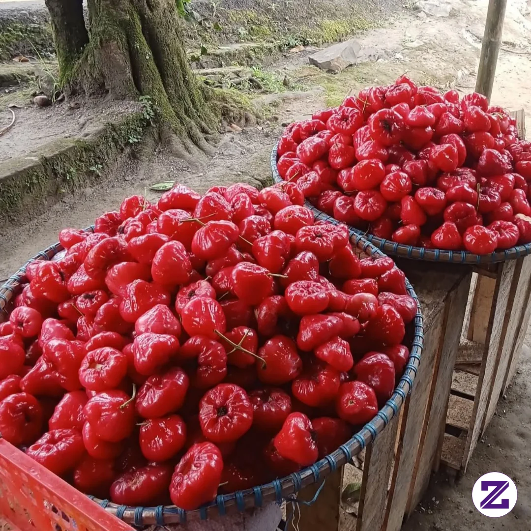 Buah Nya Merah Merona🤤🤤 Ngiler Gak Tuh Liat Nya