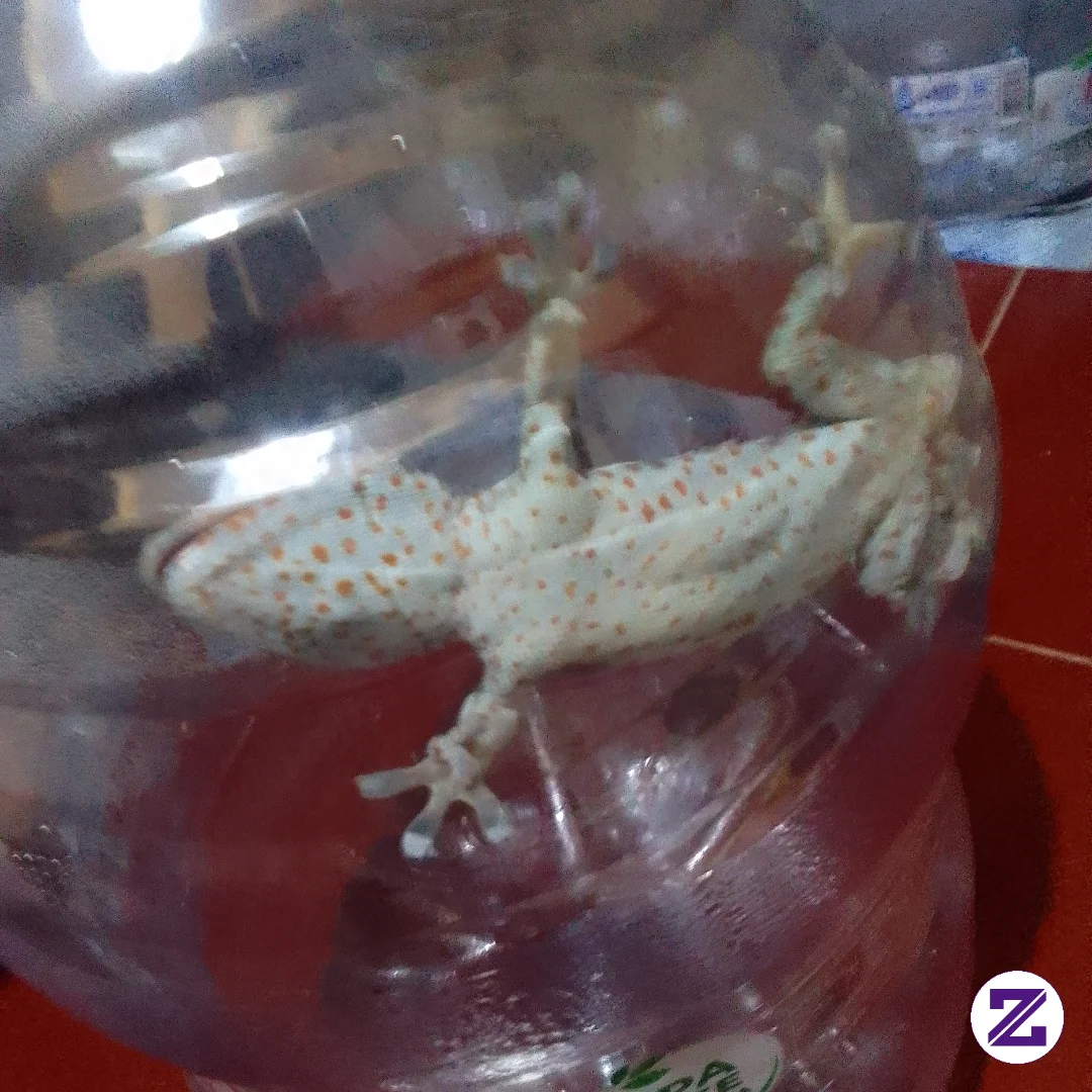 Ini Nih Yang Suka Bikin Tidur Keganggu Kokek
