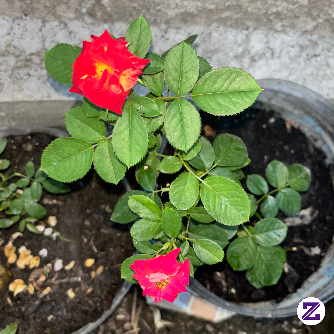 Rose 🌹 Bunga Mawar Pelangi 🌈