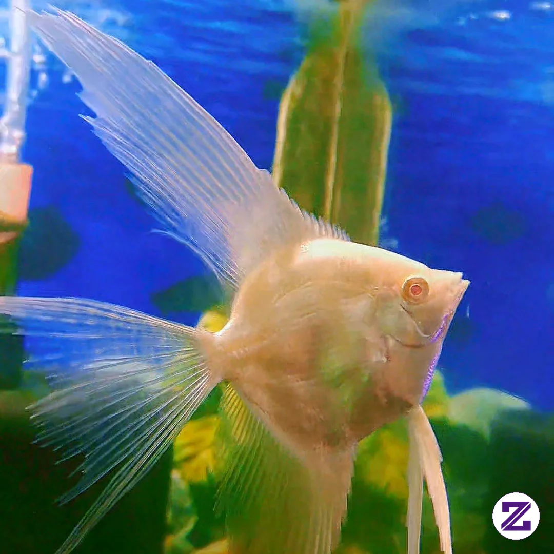 Ikan Manfish Slayer Albino Adalah Salah Satu Variasi Ikan Hias Air Tawar Manfish