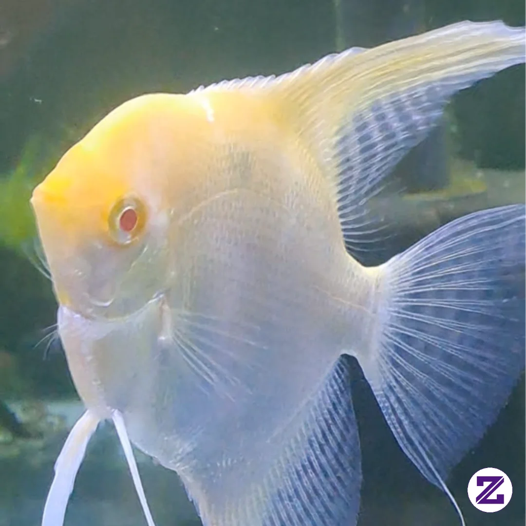 Ikan Manfish Albino (seperti Jenis Pterophyllum Scalare Var. Longfin