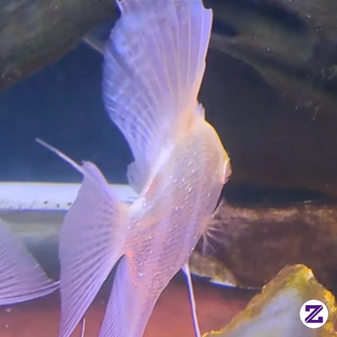 Ikan Manfish Albino (Pterophyllum Sp.) Adalah Varietas Ikan Hias Air Tawar Yang