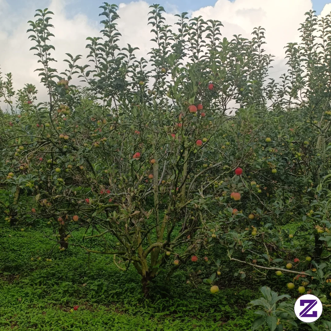 Petik Buah Apel Malang