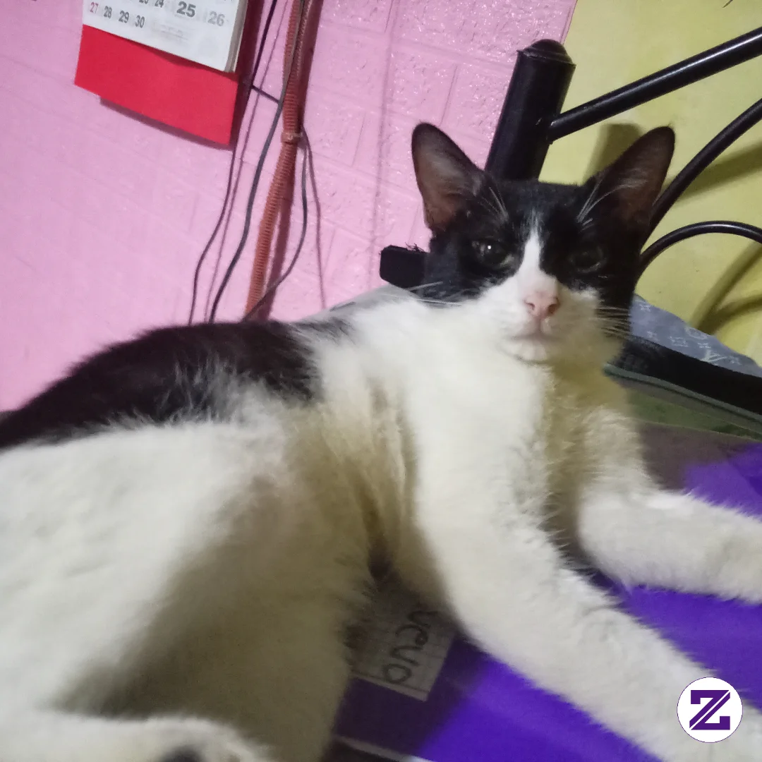 My Cutieee Cat
