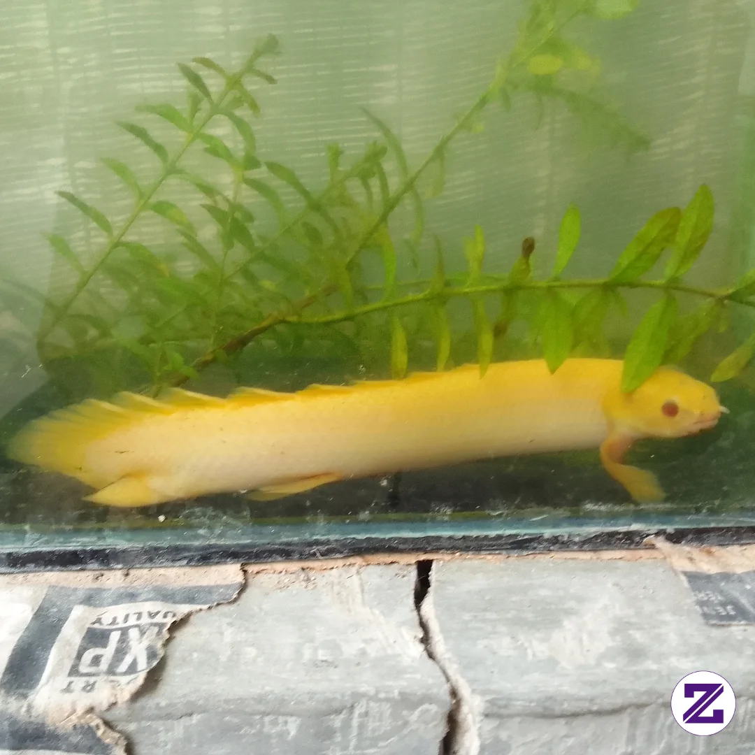 Ikan Palmas Albino Mata Merah
