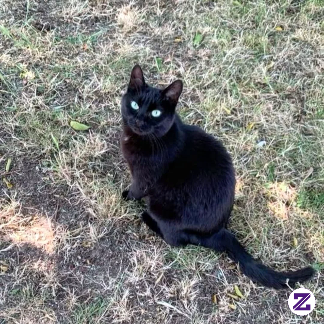 Black Cats